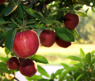 Falling for Apples (Caramel Apples, that is) by Carolyn Raber     