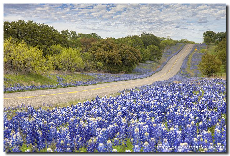 Springtime in Texas