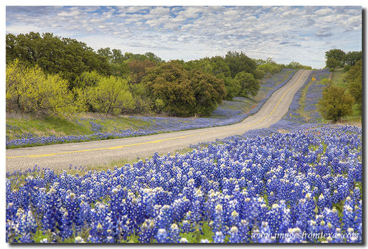 Springtime in Texas