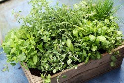 Fresh Herbs Create Fresh Flavors by Lynn Dugan