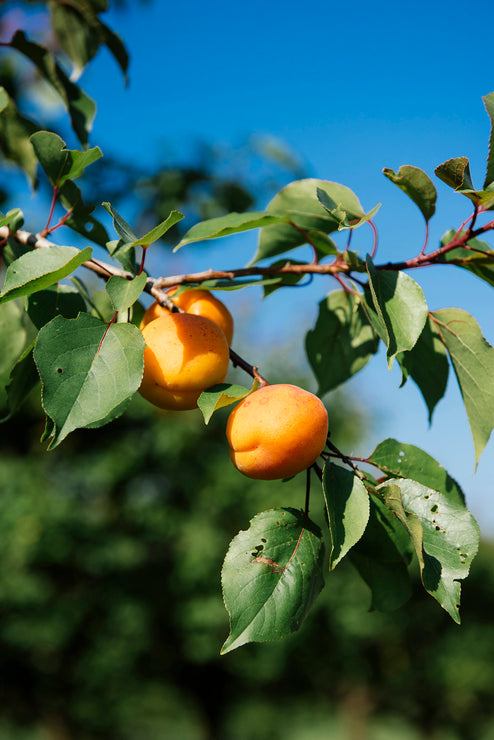 American Spoon Apricot Jam