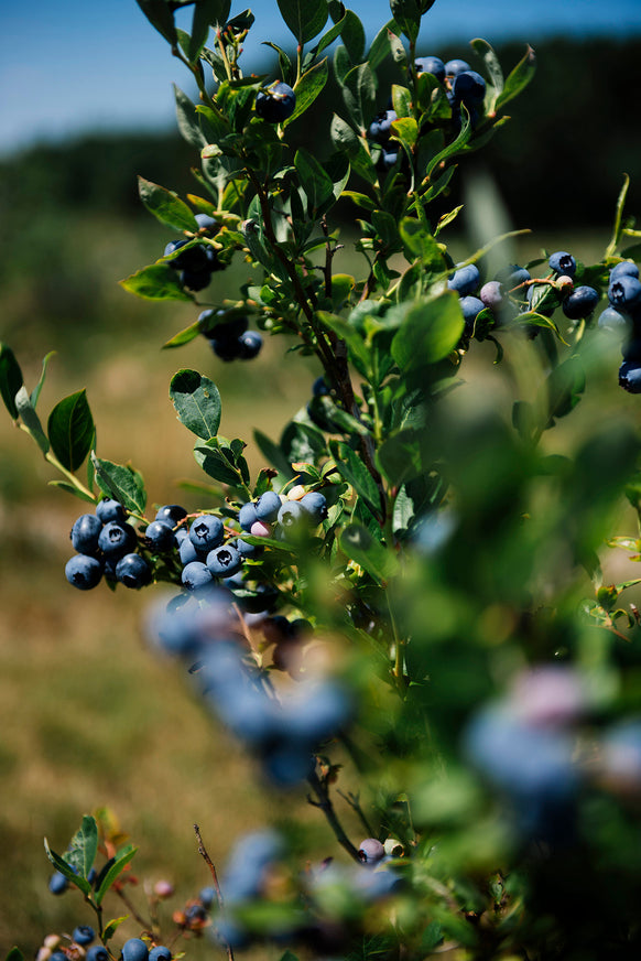 American Spoon Rubel Blueberry Preserves