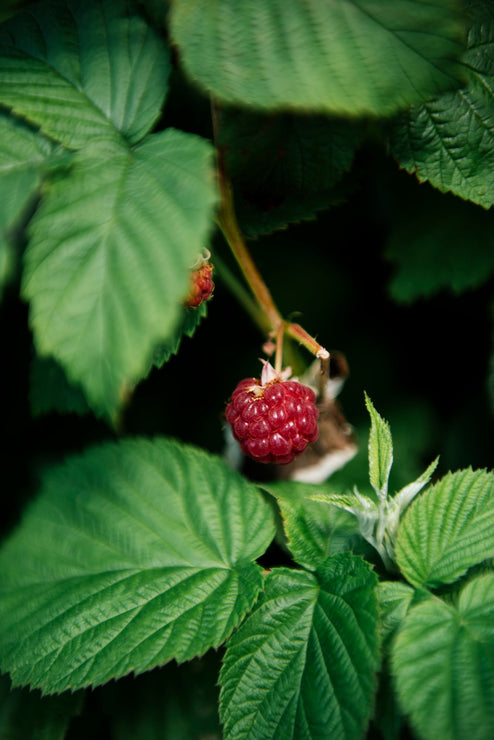 American Spoon Red Raspberry Butter