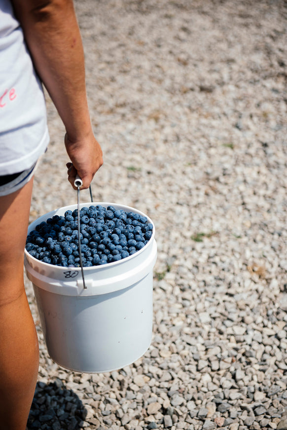 American Spoon Rubel Blueberry Preserves