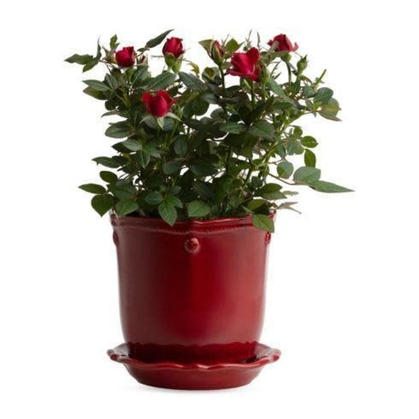 Juliska Berry & Thread Ruby 7" Planter & Saucer